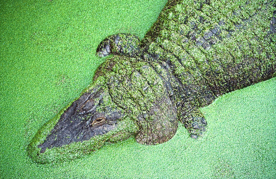 Green Alligator Photograph by Rudy Umans