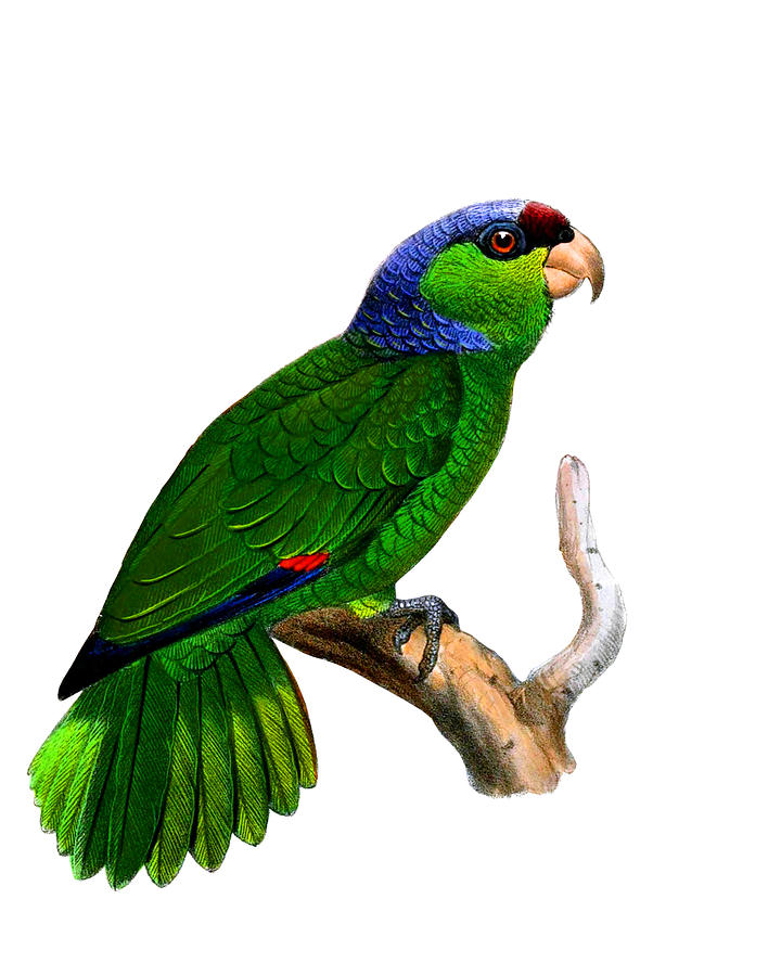 Parrot Digital Art - Green Amazon Parrot by Madame Memento
