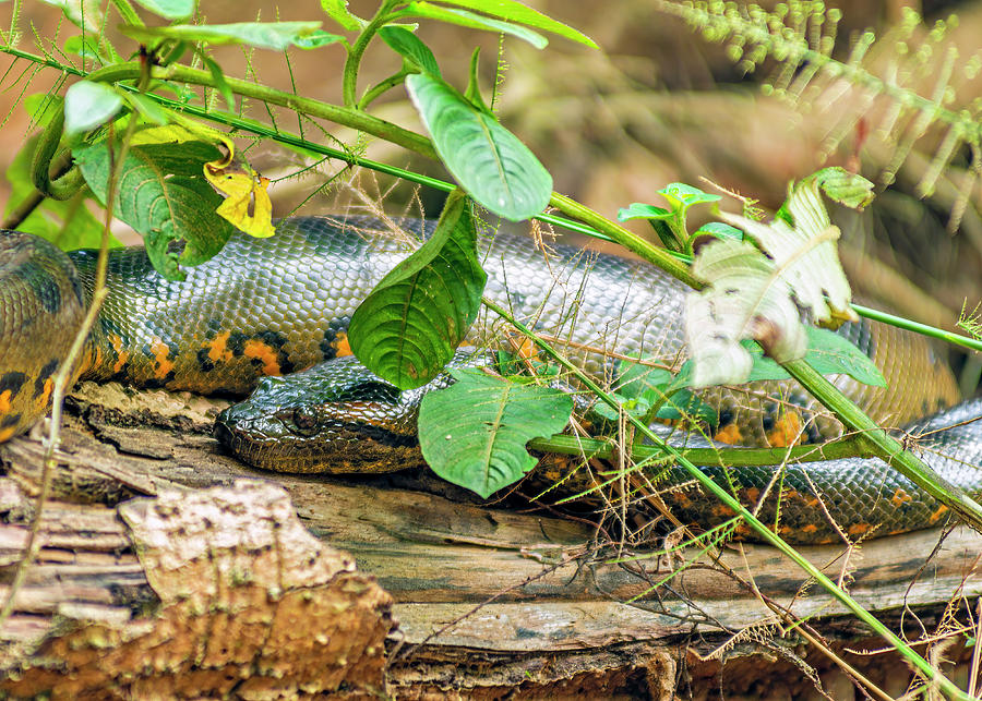 Green Anaconda Snake - Eunectes murinus Photograph by Henri Leduc