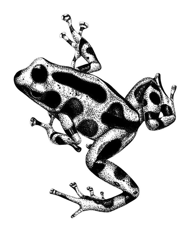 Green and black poison dart frog drawing Drawing by Loren Dowding