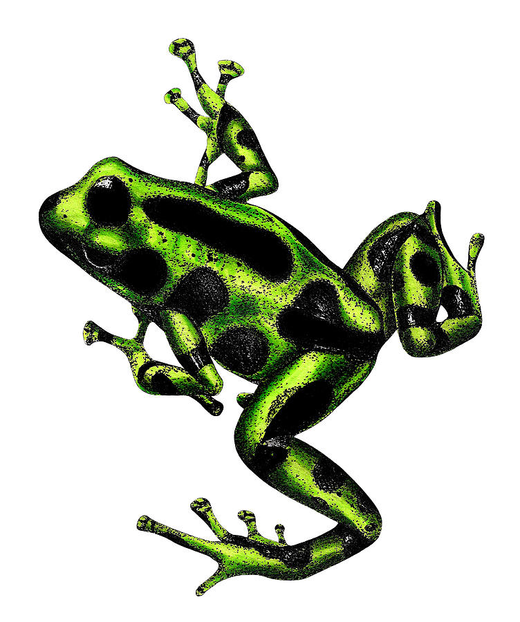 Green and black poison dart frog Drawing by Loren Dowding Pixels