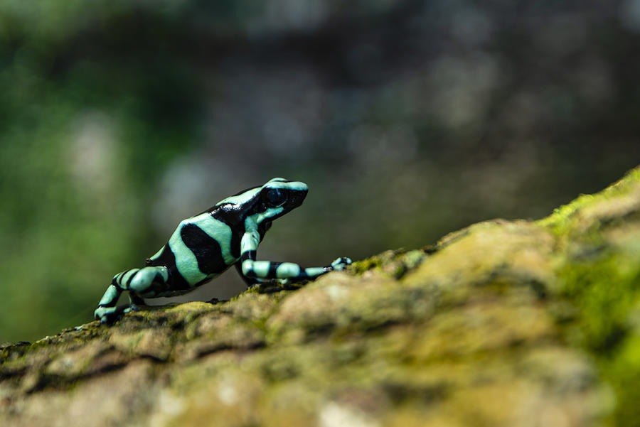 Green-and-black poison dart frog Photograph by OGphoto
