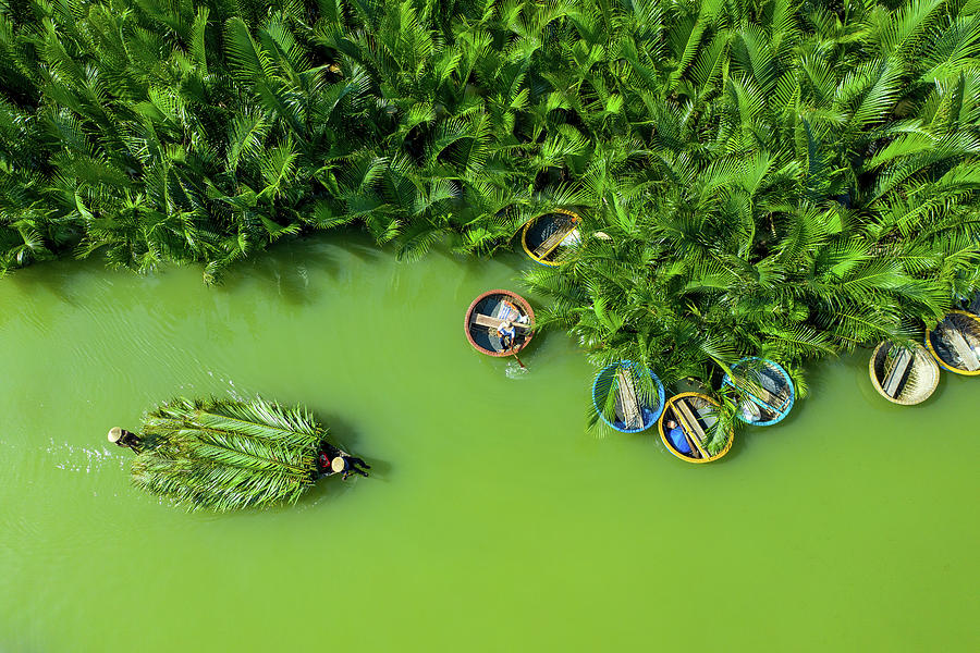 Green And Green Coconut Photograph by Khanh Bui Phu