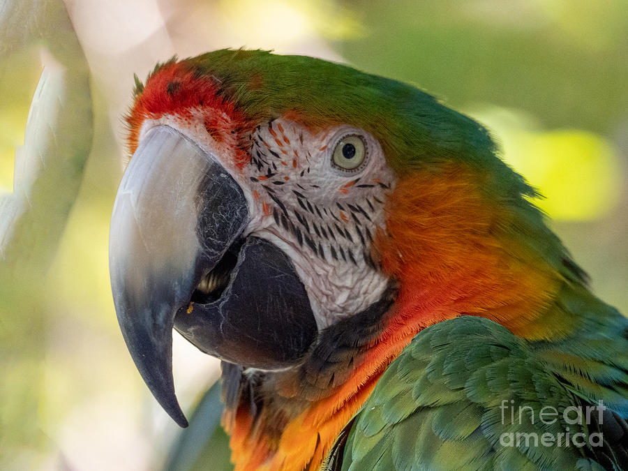 Green and Orange Macaw at Sarasota Jungle Gardens Photograph by L Bosco