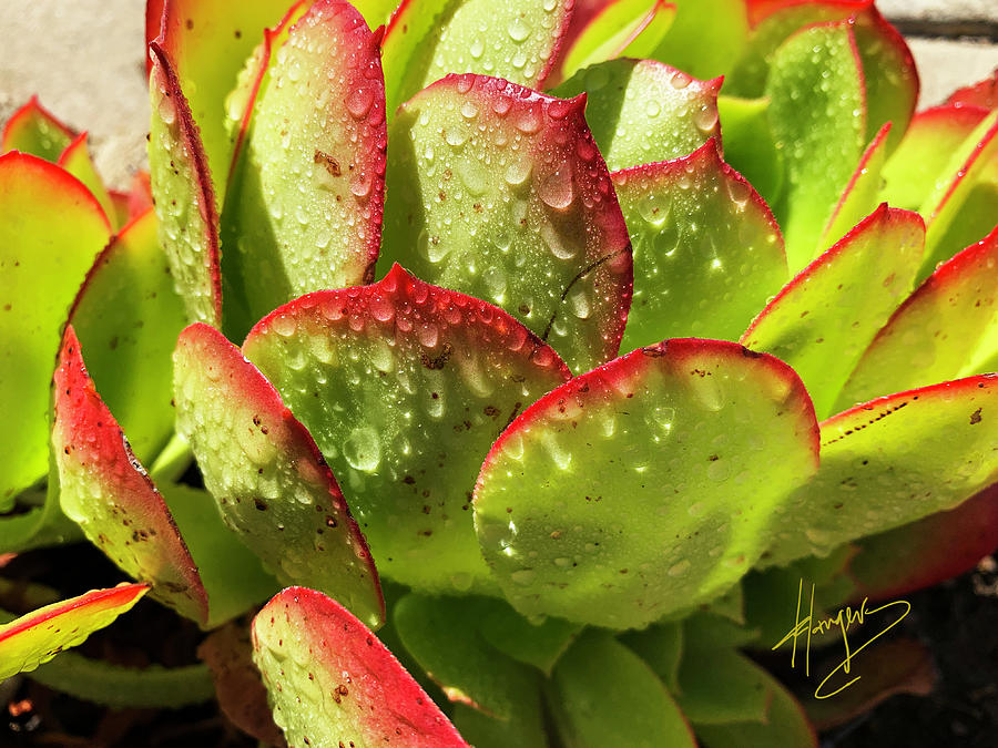 Green and Orange Succulant with Waterdrops Painting by DC Langer