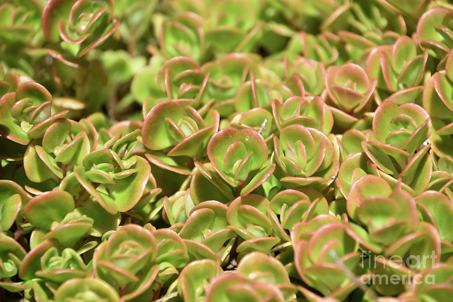 Green and Pink Ground Cover Succulent Plants Photograph by DejaVu ...