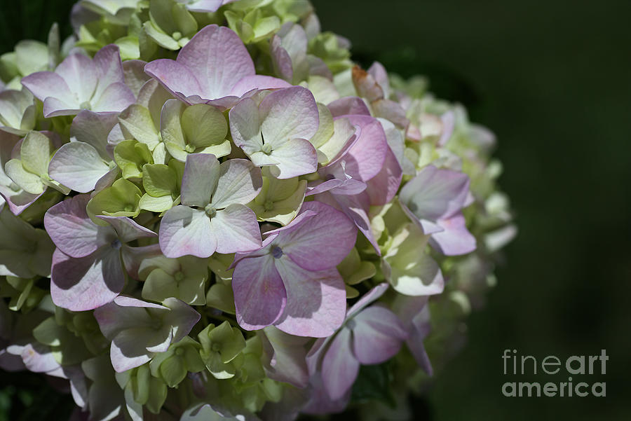 Nature Photograph - Green and Pink Hydrangea by Joy Watson