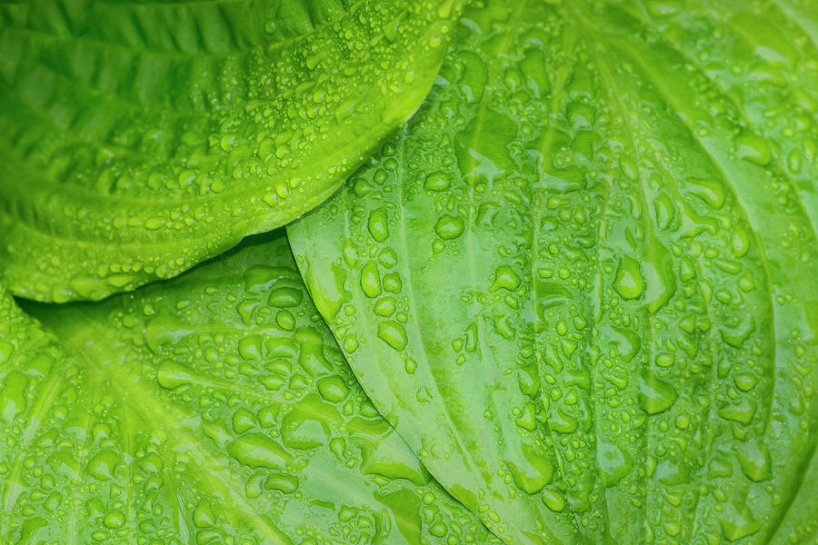 Green and Wet Photograph by Cathy Kovarik