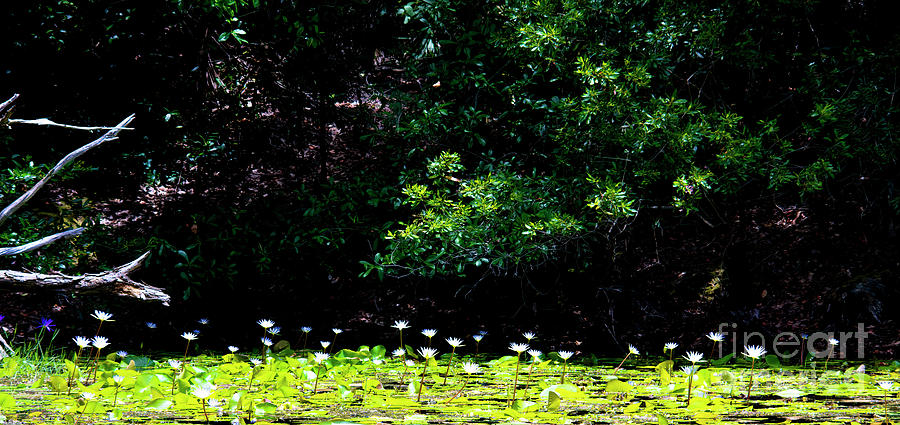 Green And White, Field Of Water Lilies Photograph by Felix Lai