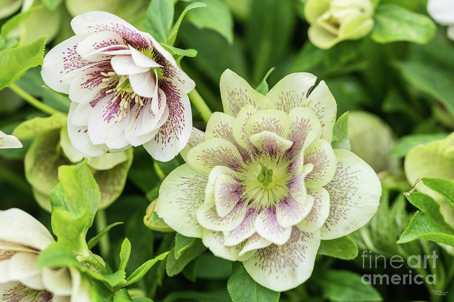 Green and White Hellebore Blooms Photograph by Jennifer White