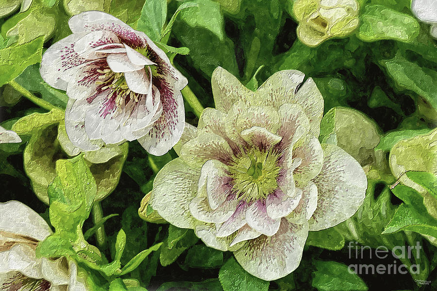 Green and White Hellebore Blooms Painterly Mixed Media by Jennifer White