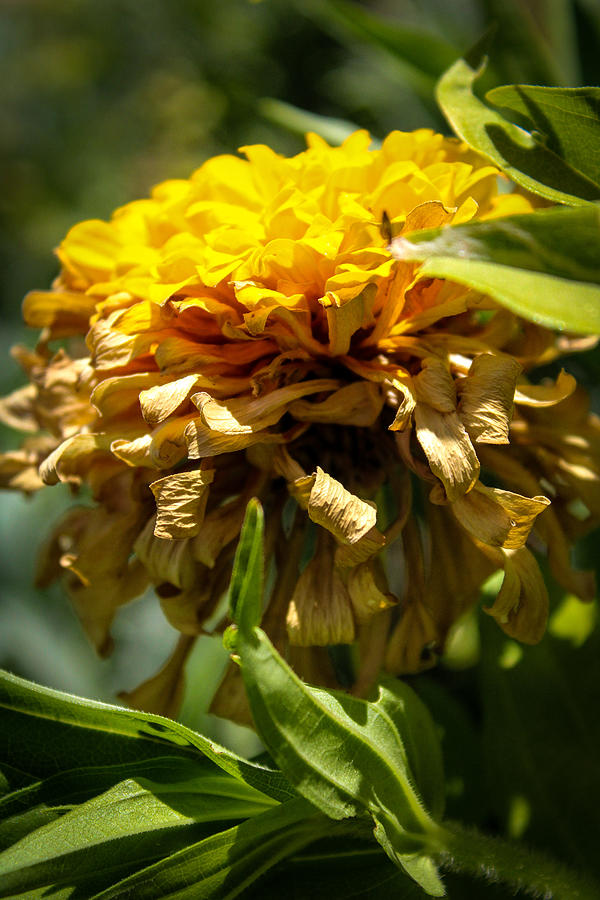 Green and Yellow Sunshine Photograph by W Craig Photography - Pixels