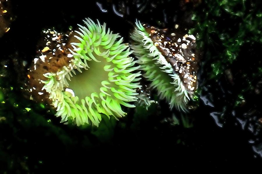 Green Anemone 2 Photograph by Jerry Sodorff
