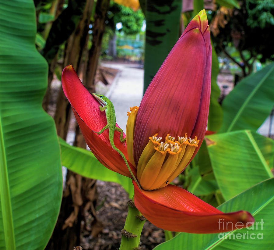 Green Anole And Banana Flower Bud Photograph by Felix Lai