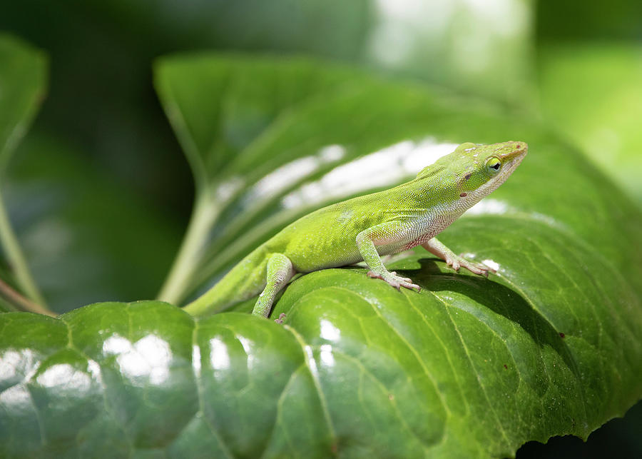 Green Anole Photograph by David Salter