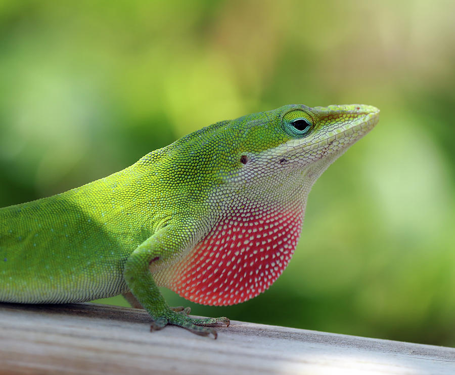 Green Anole Displaying Dewlap Photograph by Stamp City
