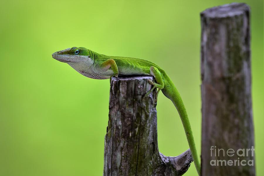Anole Lizard Photograph