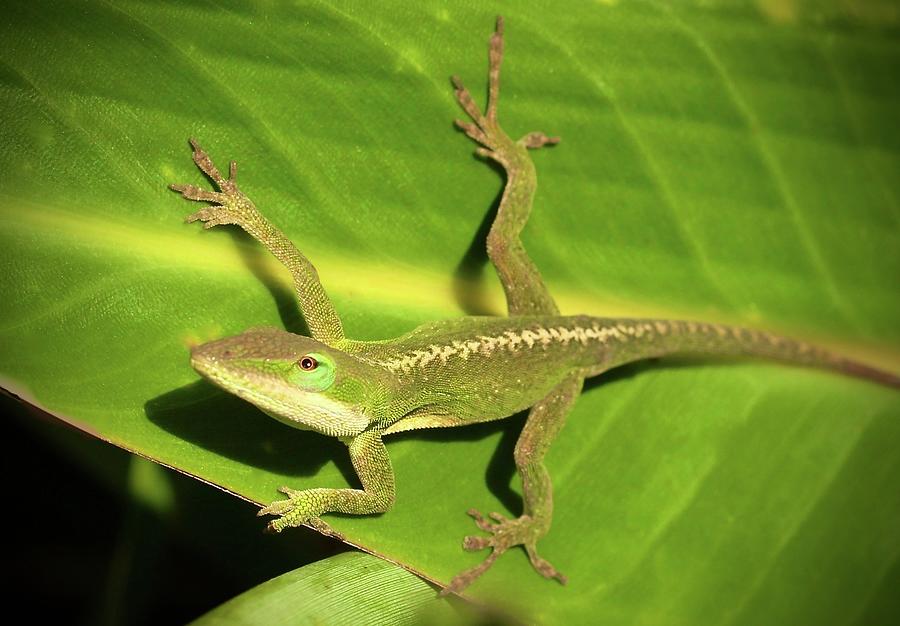 Green Anole Lizard Photograph by Tom Zugschwert - Fine Art America