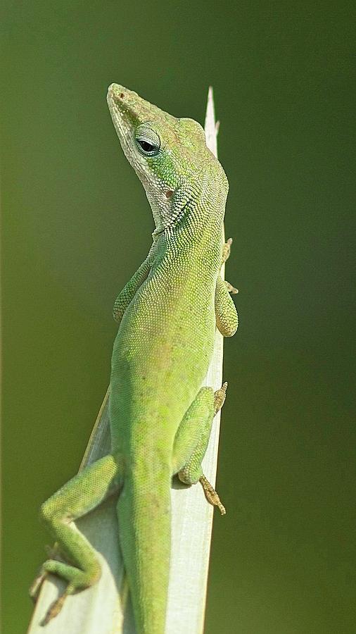 Green Anole Looking Up Photograph by Paul Rebmann
