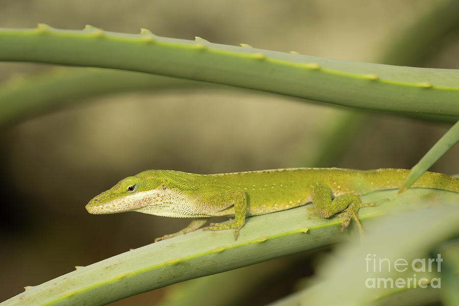 Animal Photograph - Green Anole on a Perch by Nancy Gleason