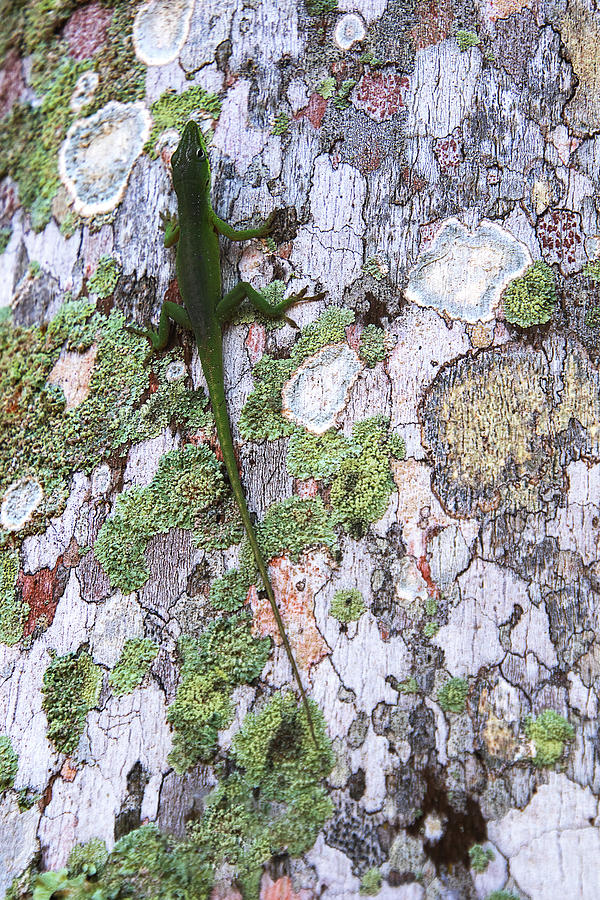 Green Anole on Lichen Tree - Cuba Photograph by Peggy Collins