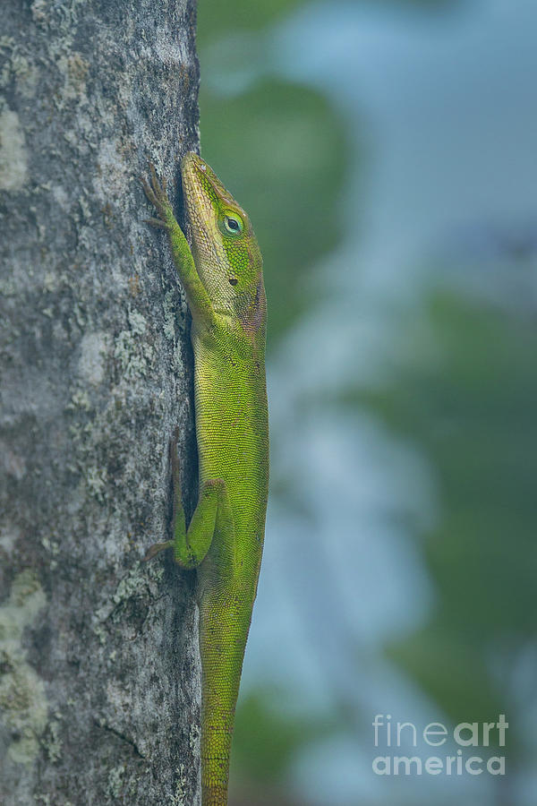 Animal Photograph - Green Anole on Tree Trunk by Nancy Gleason
