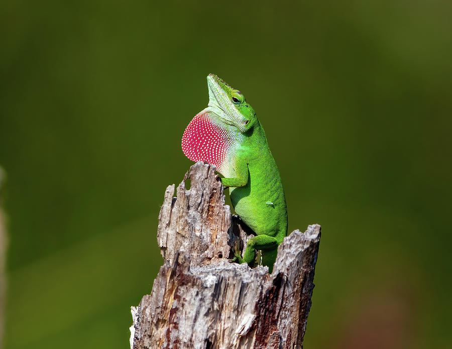 Nature Photograph - Green Anole Puffing Throat by Chad Meyer
