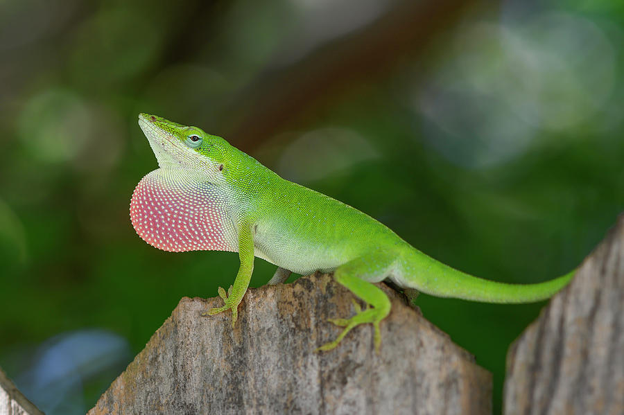 Green Anole showing off his dewlap Photograph by Danielle Christine ...