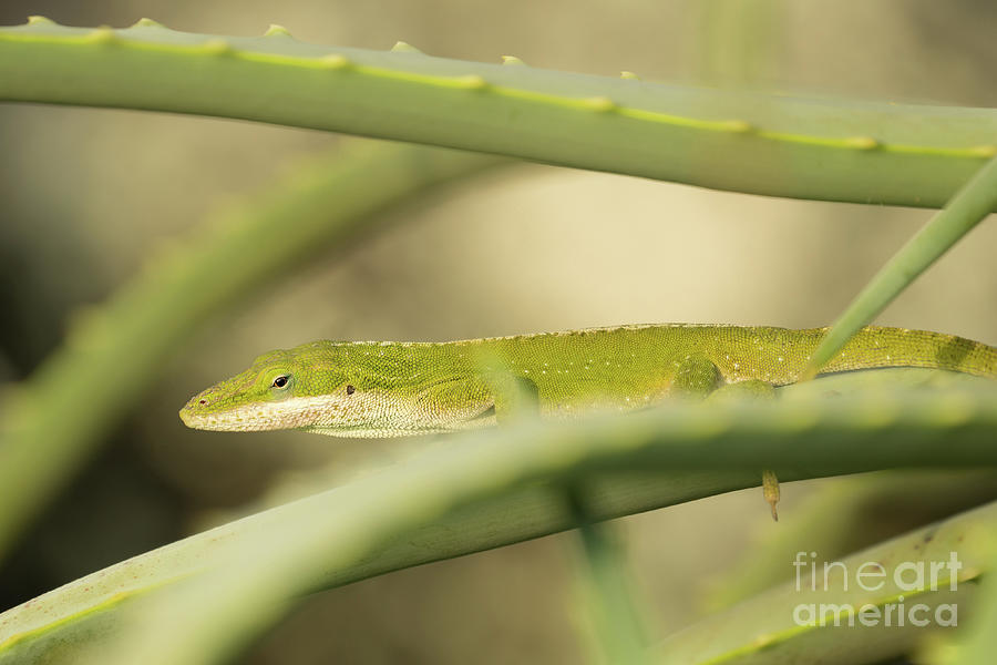 Animal Photograph - Green Anole Trying to Blend In by Nancy Gleason