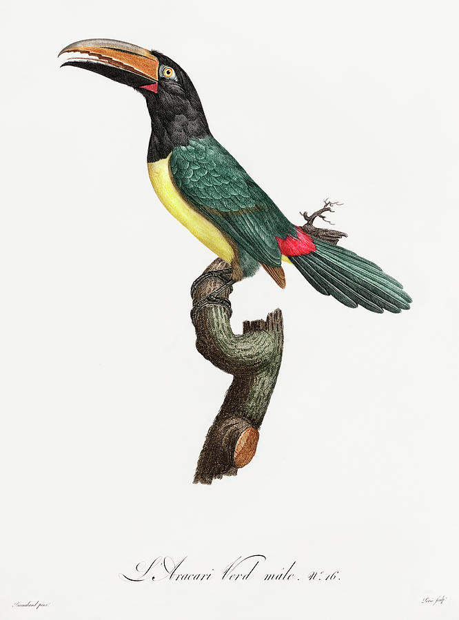 Green Aracari 02 -  Vintage Bird Illustration - Birds Of Paradise - Jacques Barraband - Ornithology Digital Art by Studio Grafiikka