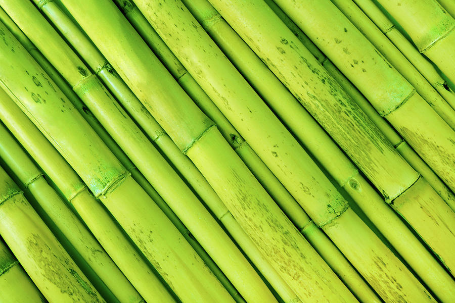 Green Bamboo Background Photograph by Severija Kirilovaite