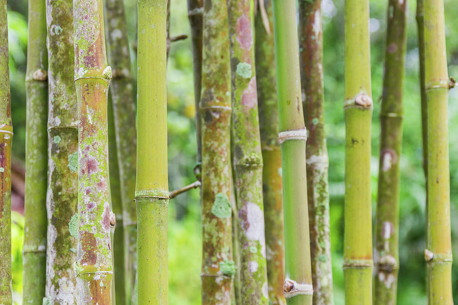 Green Bamboo Photograph by Josu Ozkaritz