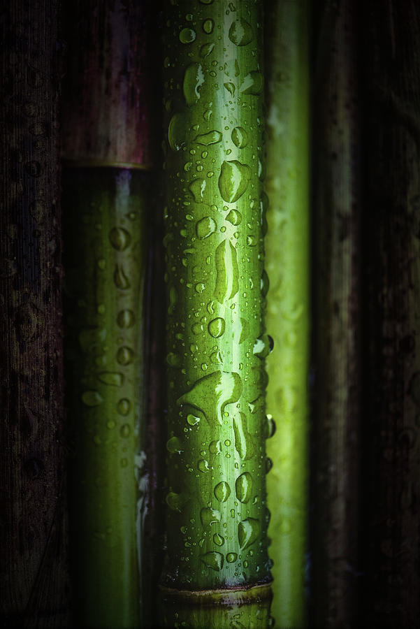 Green Bamboos Photograph by Philippe Sainte-Laudy