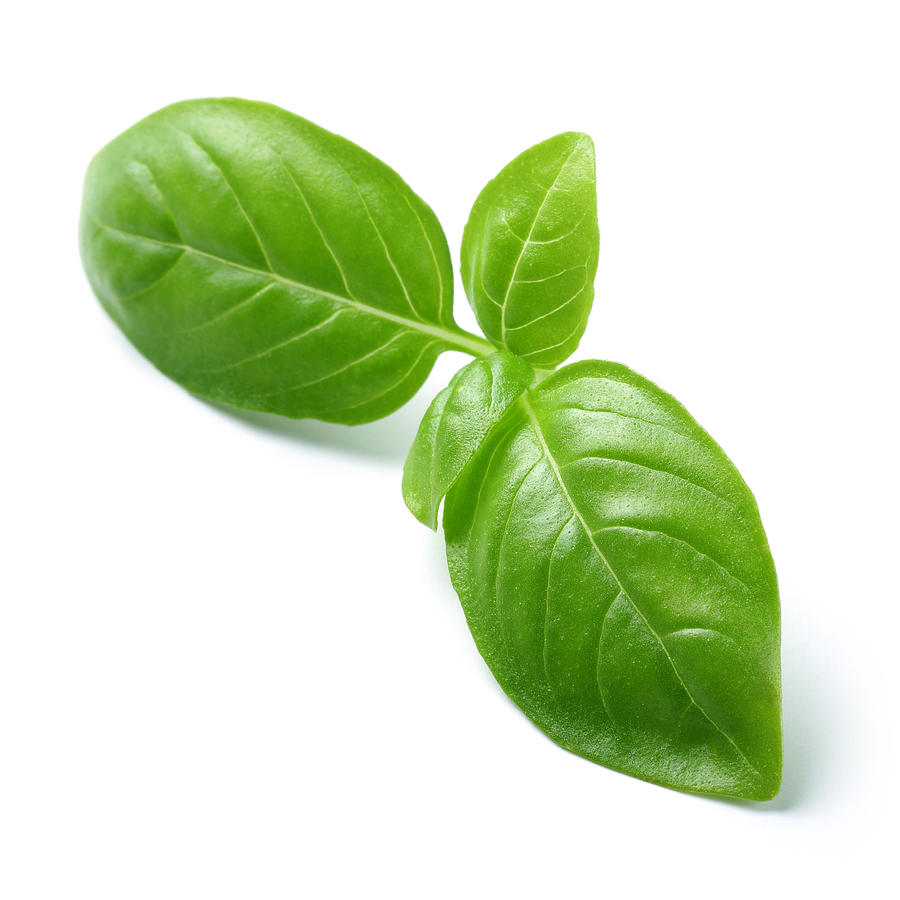 Green basil leaves isolated on white Photograph by MahirAtes