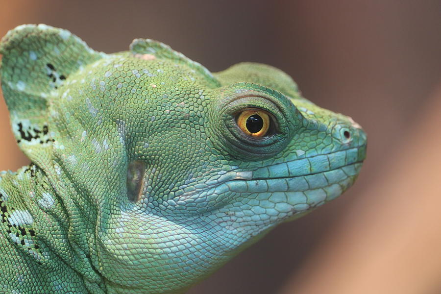 Green Basilisk Photograph by Frankie Bradshaw - Fine Art America