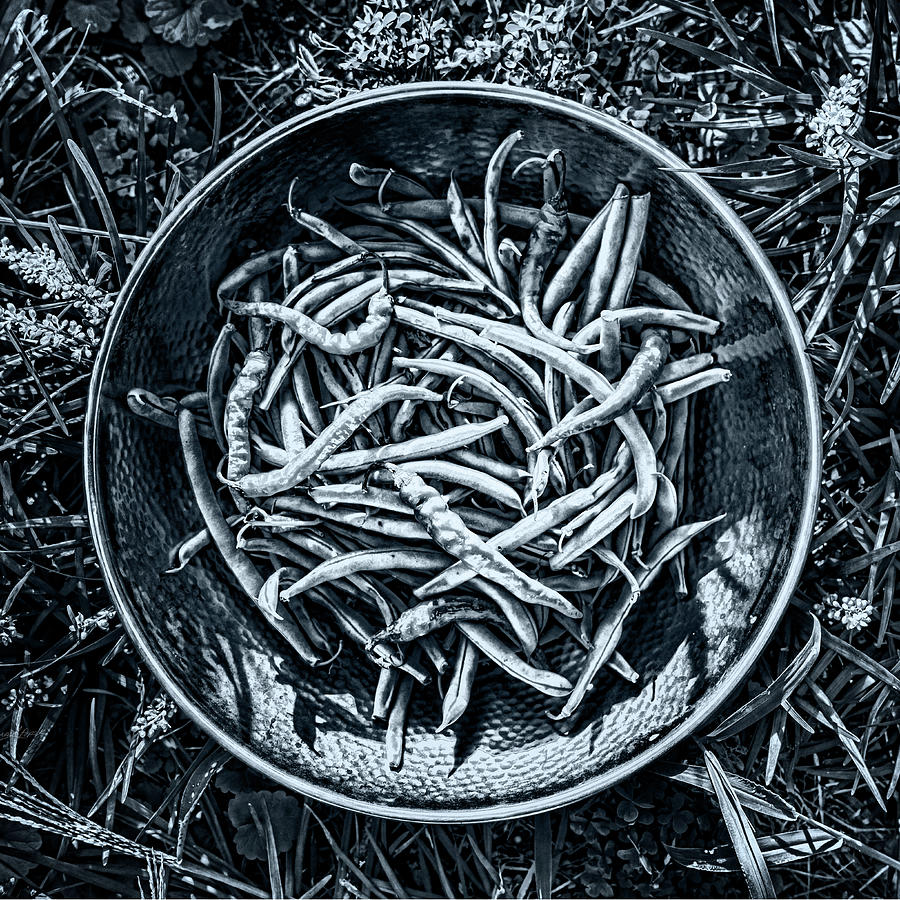 Green Beans Black and White Photograph by Sharon Popek