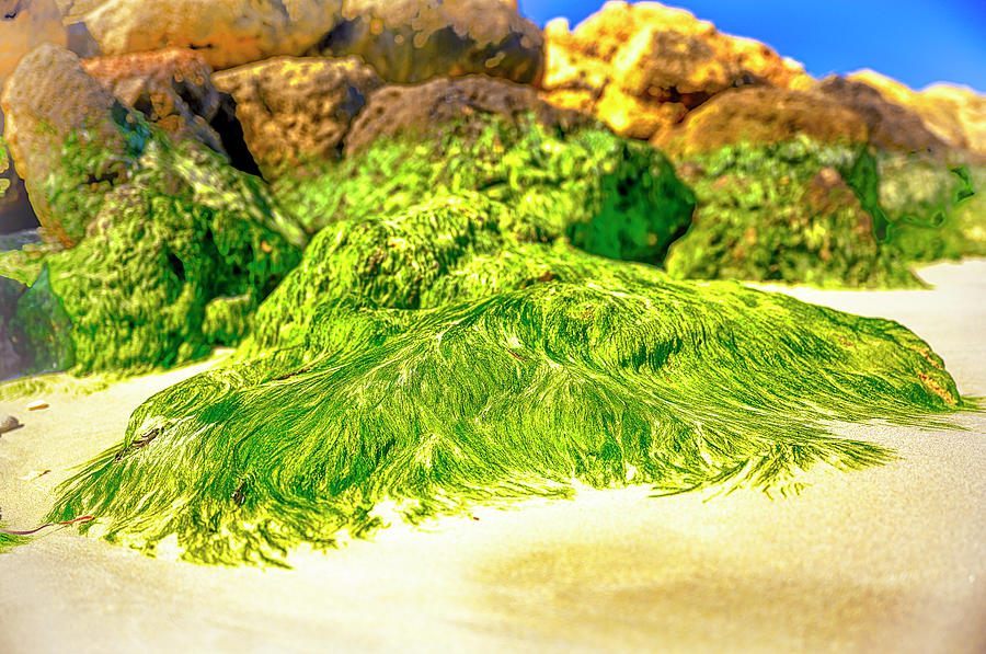 Green Beard Photograph by Jay Heifetz
