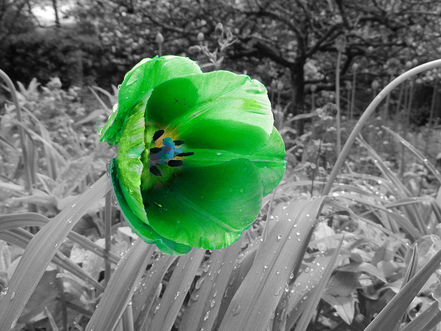 Green beauty  Digital Art by Nature Art