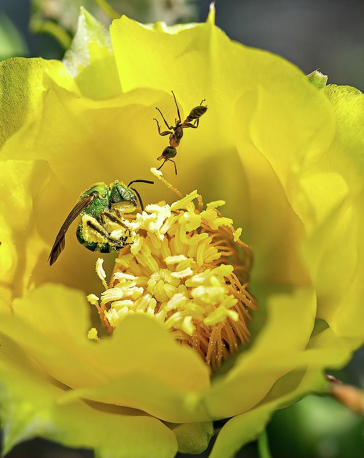 Green Bee and Ant in Cactus Flower Photograph by Steve DaPonte
