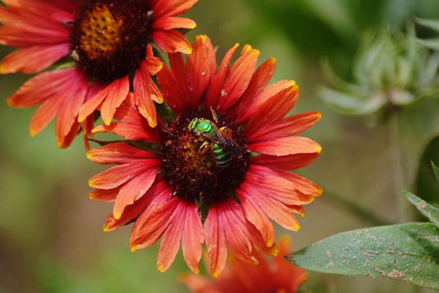 Green Bee on Indian Blanket Wildflower Photograph by Gaby Ethington