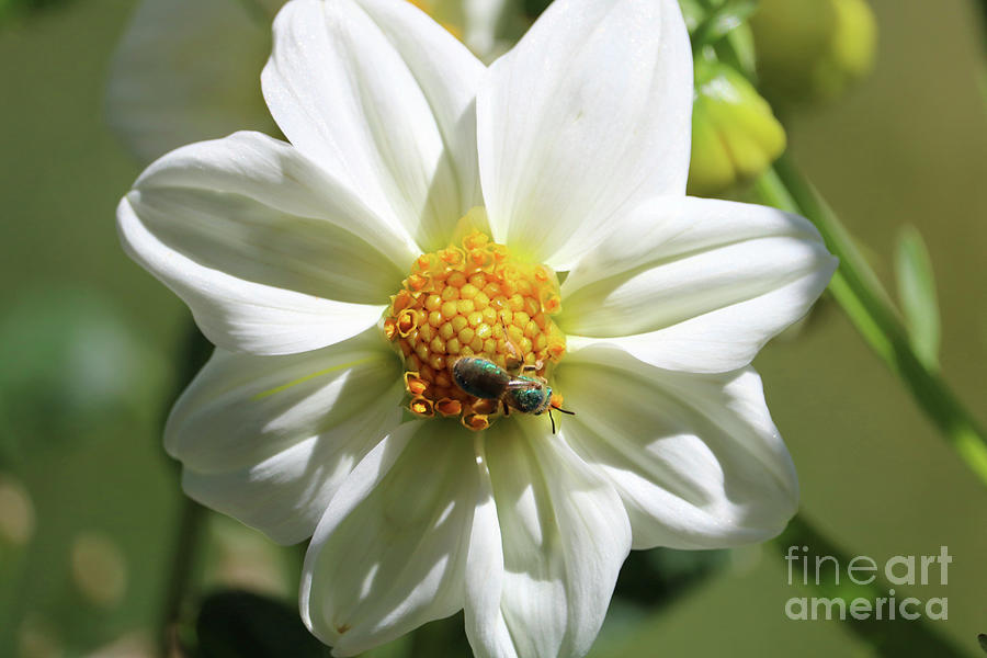 Green Bee on White Dahlia Photograph by Carol Groenen