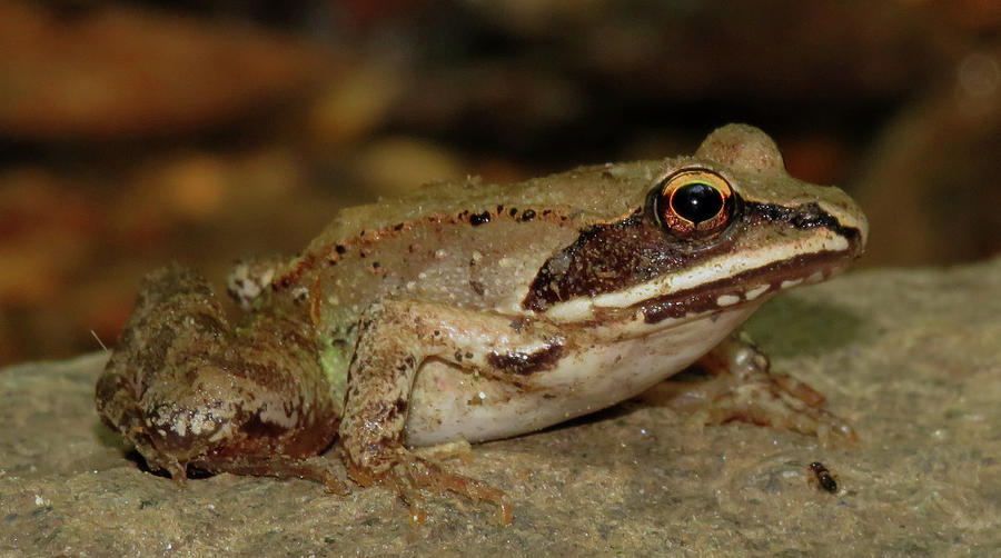 Green Belt Wood Frog Photograph by Joshua Bales