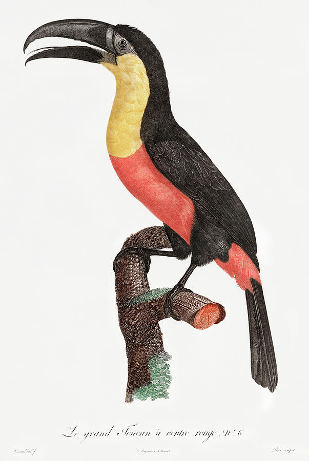 Green Billed Toucan 01 - Vintage Bird Illustration - Birds Of Paradise - Jacques Barraband Digital Art by Studio Grafiikka
