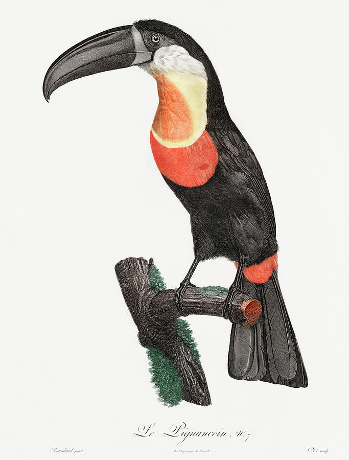 Green Billed Toucan 02 - Vintage Bird Illustration - Birds Of Paradise - Jacques Barraband  Digital Art by Studio Grafiikka