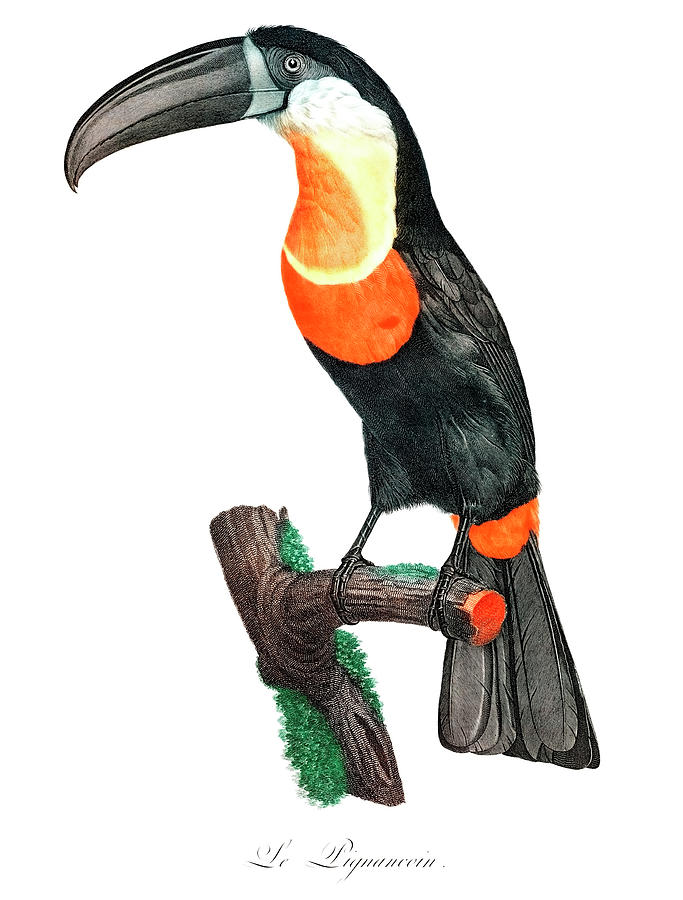 Green-billed Toucan By Jacques Barraband Drawing