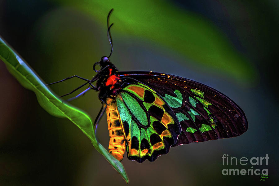 Green Bird Wing Butterfly, Ornithoptera priamu, Butterfly, Color Photograph by David Millenheft