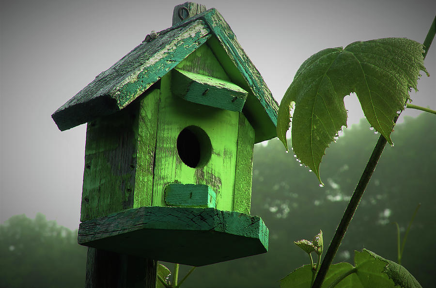 Green Birdhouse At Dawn Photograph