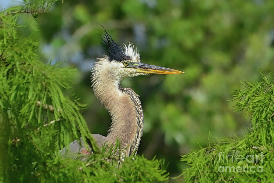 Green Blue Heron in the Cypress trees. Photograph by Kathy Baccari