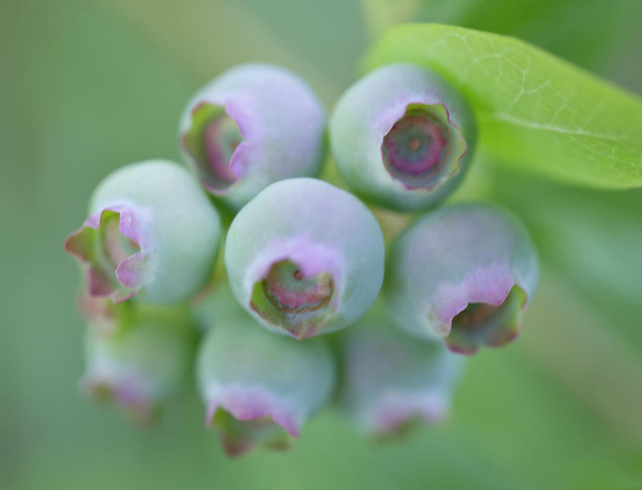 Green Blueberries With Pink Crowns Photograph