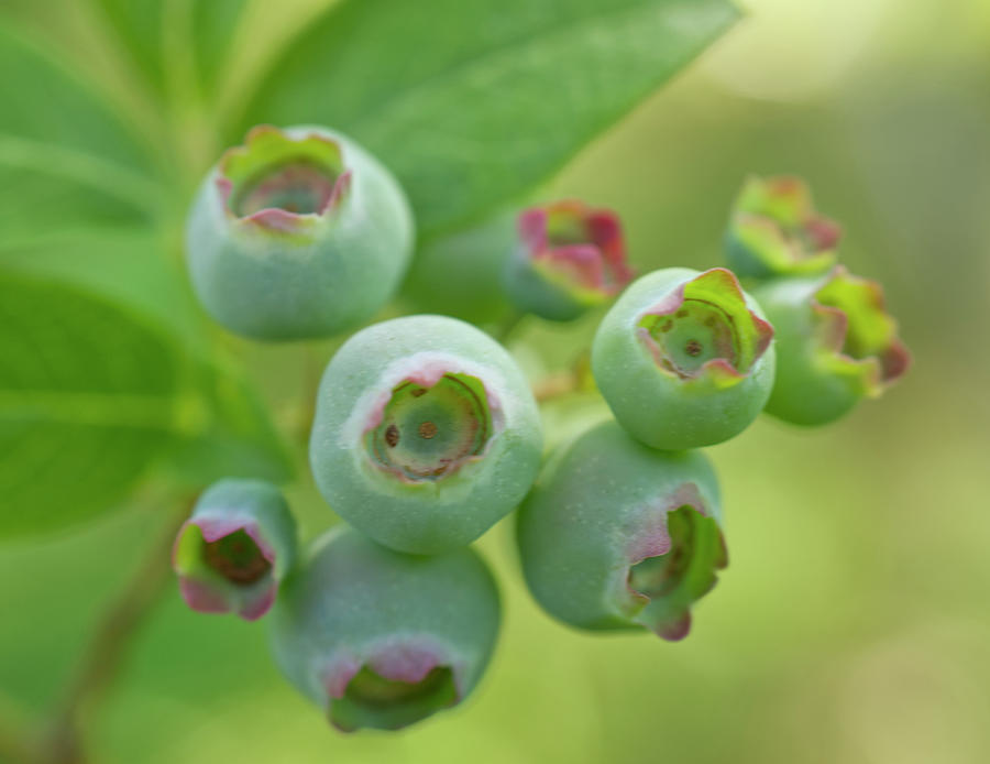 Green Blueberries With Pink Edges Photograph